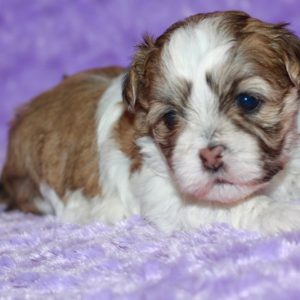 Bailey – Malshi