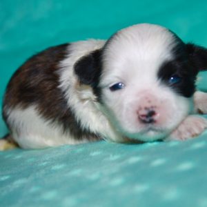 Peanut – Malshi