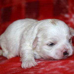 Pookers – Malshi
