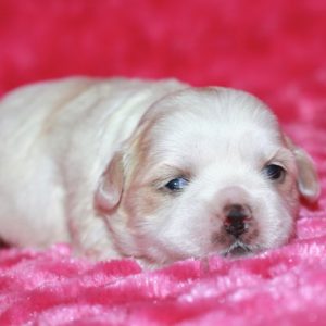 Penny – Malshi