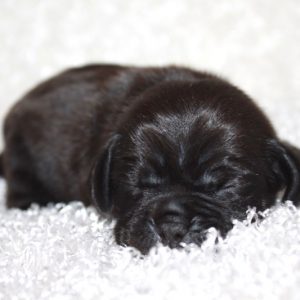 Roxie