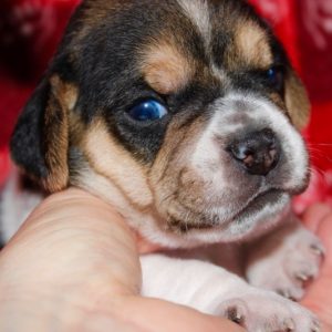 Harley- Puggle