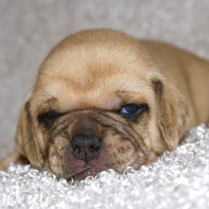 Holly- Puggle