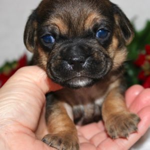 Heidi- Puggle