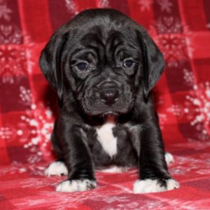 Ramsey- Puggle