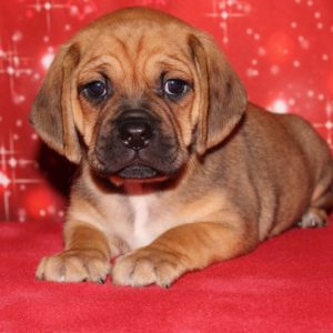 Rocky- Puggle