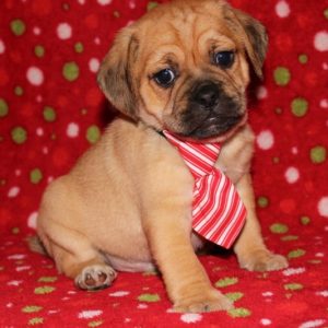 Rosco- Puggle