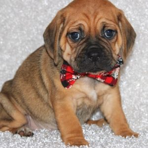 Ruffles- Puggle