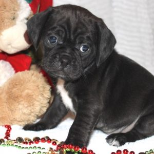 Roxie- Puggle