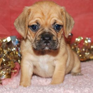 Rosie- Puggle