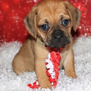 Ruby- Puggle