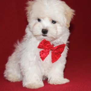 Nugget-Maltese