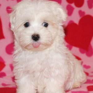 Nacho-Maltese