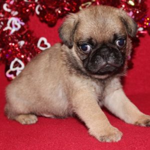Zeb- Pug