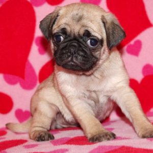 Zoey- Pug