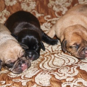 3 1st Generation Puggles