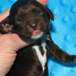 Farley-Cocker Spaniel