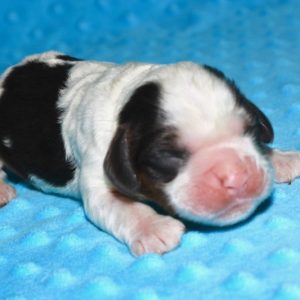Felix- Cocker Spaniel