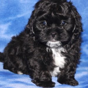 Baxter