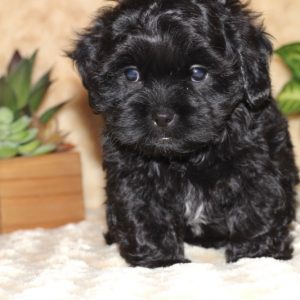 Benji