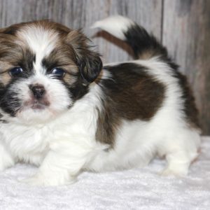 Oliver- Shih Tzu