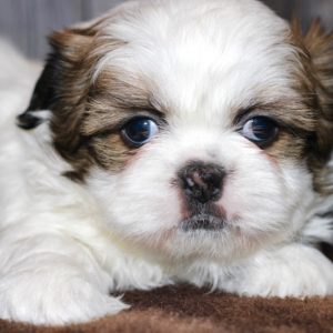 Oakley- Shih Tzu