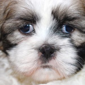 Otto- Shih Tzu