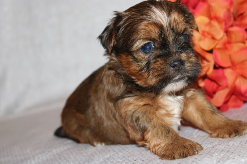 IMG_6760 - Puppy Place