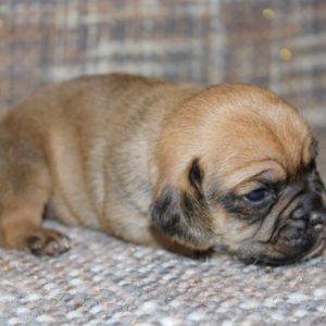 Logan- Puggle