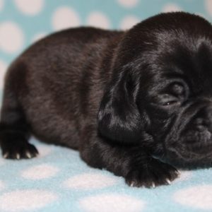 Louie- Puggle
