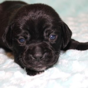 Lenny- Puggle