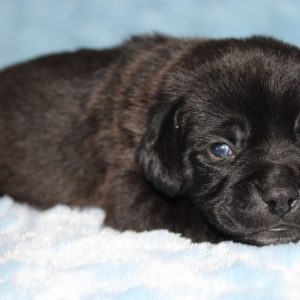 Lincoln- Puggle