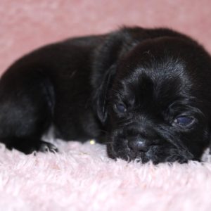 Louisa- Puggle