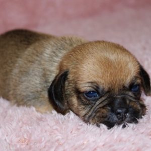 Lacey- Puggle