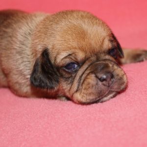 Lizzie- Puggle