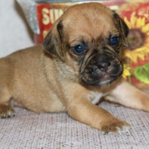 Logan- Puggle