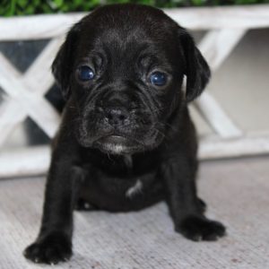 Louie- Puggle