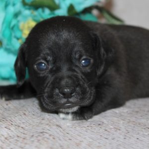 Lenny- Puggle