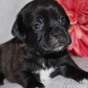 Lincoln- Puggle