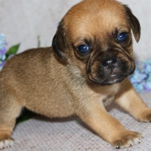 Lacey- Puggle