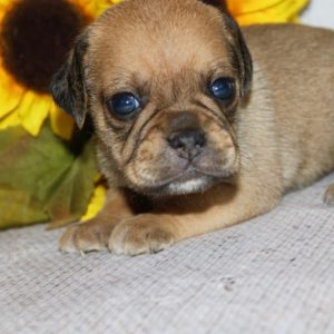 Lizzie- Puggle