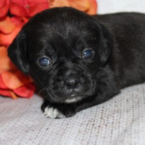 Louisa- Puggle