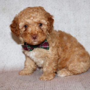 Otto