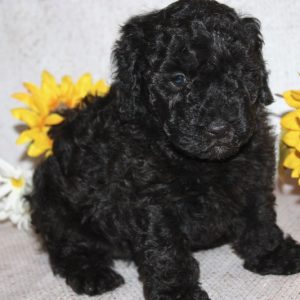Oakley