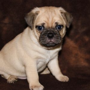 Zeb-Pocket Puggle