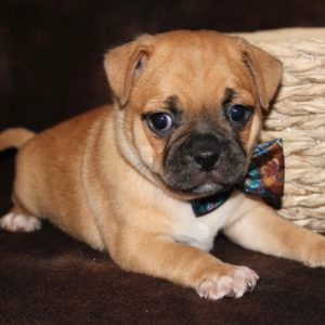 Zac-Pocket Puggle