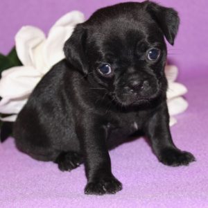 Zoey-Pocket Puggle