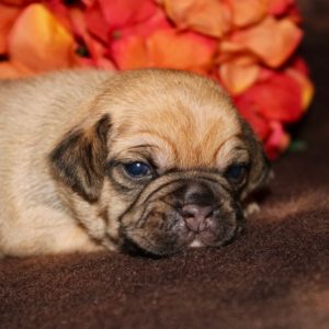Harley-Puggle