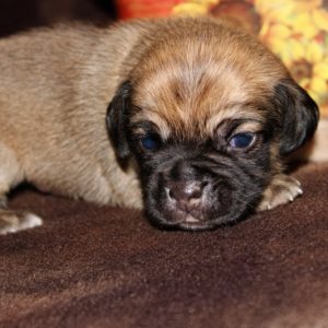 Hershey-Puggle