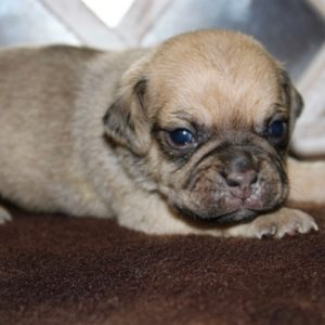 Hudson-Puggle